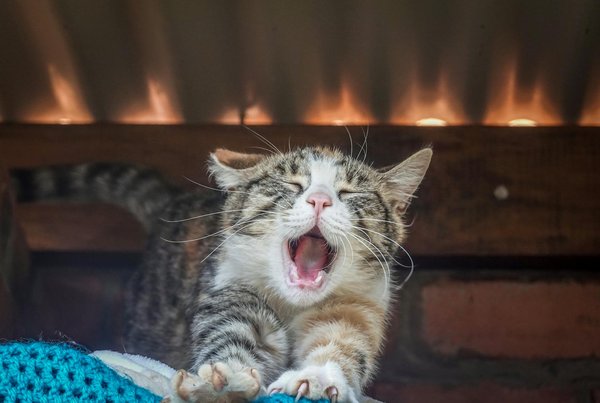 Comment bien nourrir un corgi pour sa santé et son bonheur ?