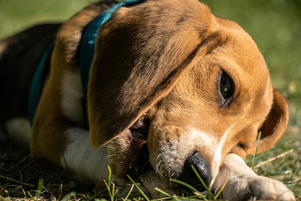 Comment aider votre chien à perdre du poids