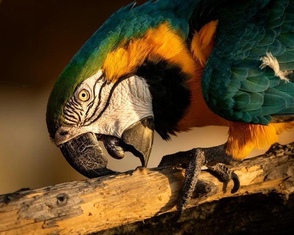 Comment les feux de forêt impactent-ils les habitats animaux ?
